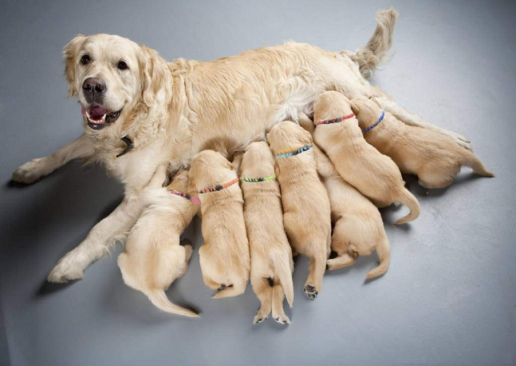 Soft Nylon Puppy Collars 12pcs Y389