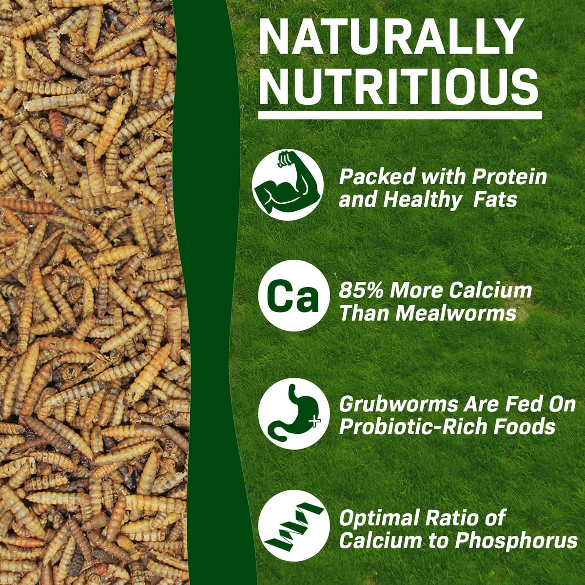 20 LB Dried Black Soldier Fly Larvae R9781