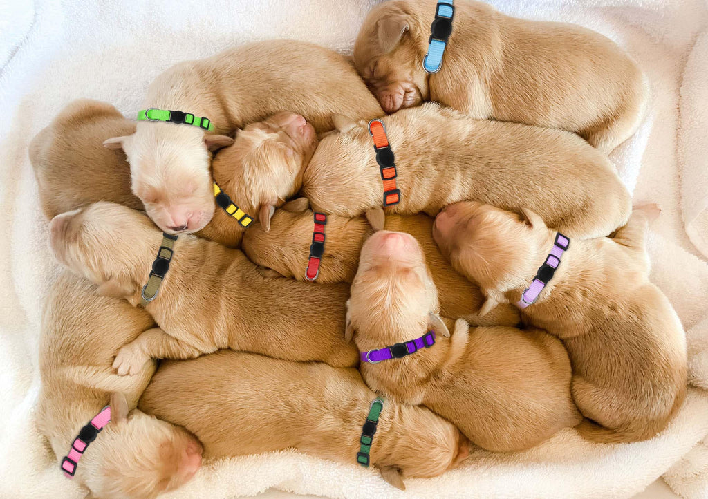 Soft Nylon Puppy Collars 12pcs Y389