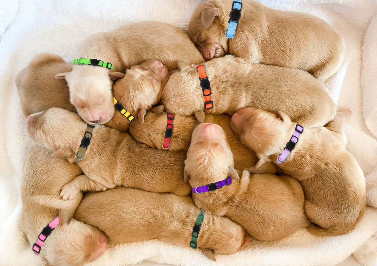 Soft Nylon Puppy Collars 12pcs Y389